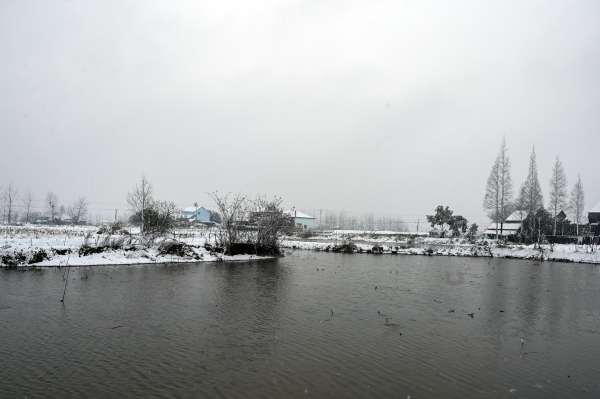 冬日美景：雪景池塘、杂树和雪野的壮美风景