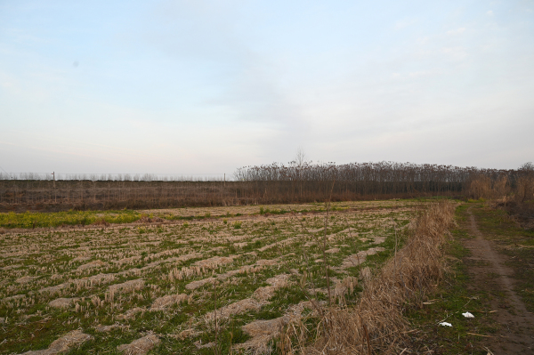 树林远眺落日晚霞